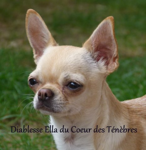 Les Chihuahua de l'affixe Des Amours De Sacha